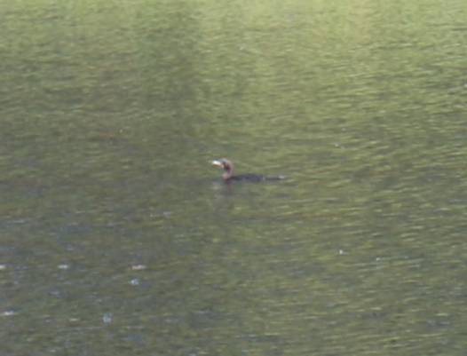 Little Cormorant