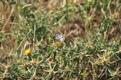 Melanargia titea