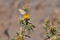 Melanargia titea
