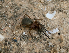 Filistata insidiatrix