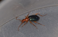 Brachinus crepitans