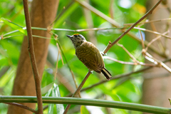 Picumnus exilis pernambucensis