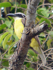 Megarynchus pitangua