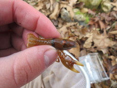 Cambarus girardianus