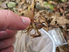 Cambarus girardianus