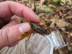 Cambarus girardianus