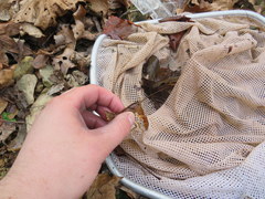 Cambarus girardianus