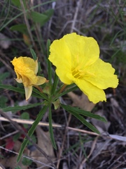Oenothera macrocarpa