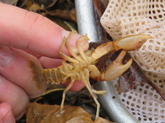 Cambarus girardianus