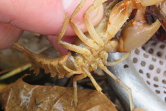 Cambarus girardianus