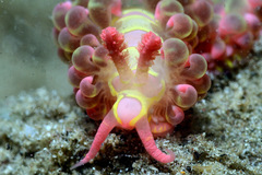 Limenandra barnosii