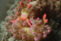 Limenandra barnosii