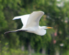 Ardea alba