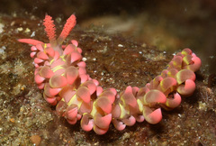 Limenandra barnosii