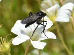 Empis ciliata