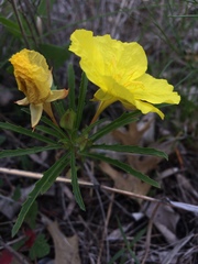 Oenothera macrocarpa