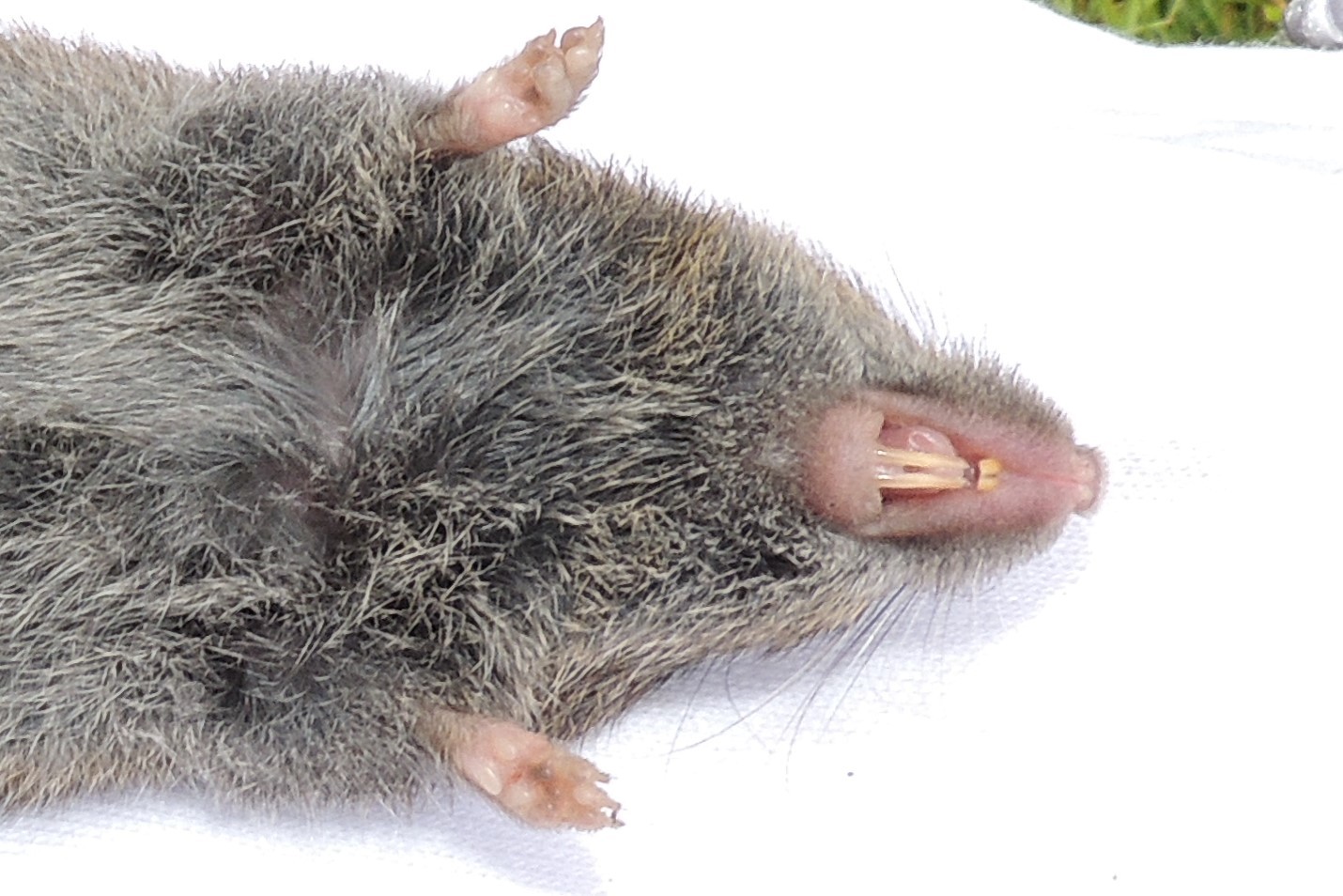 Bogota Grass Mouse photo 4