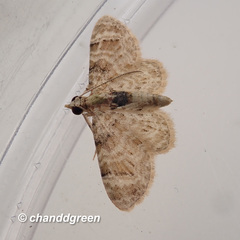 Gymnoscelis admixtaria