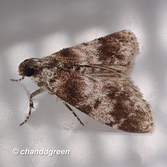 Salma ridiculalis