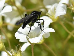 Empis ciliata