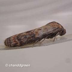 Phycita cirrhodelta