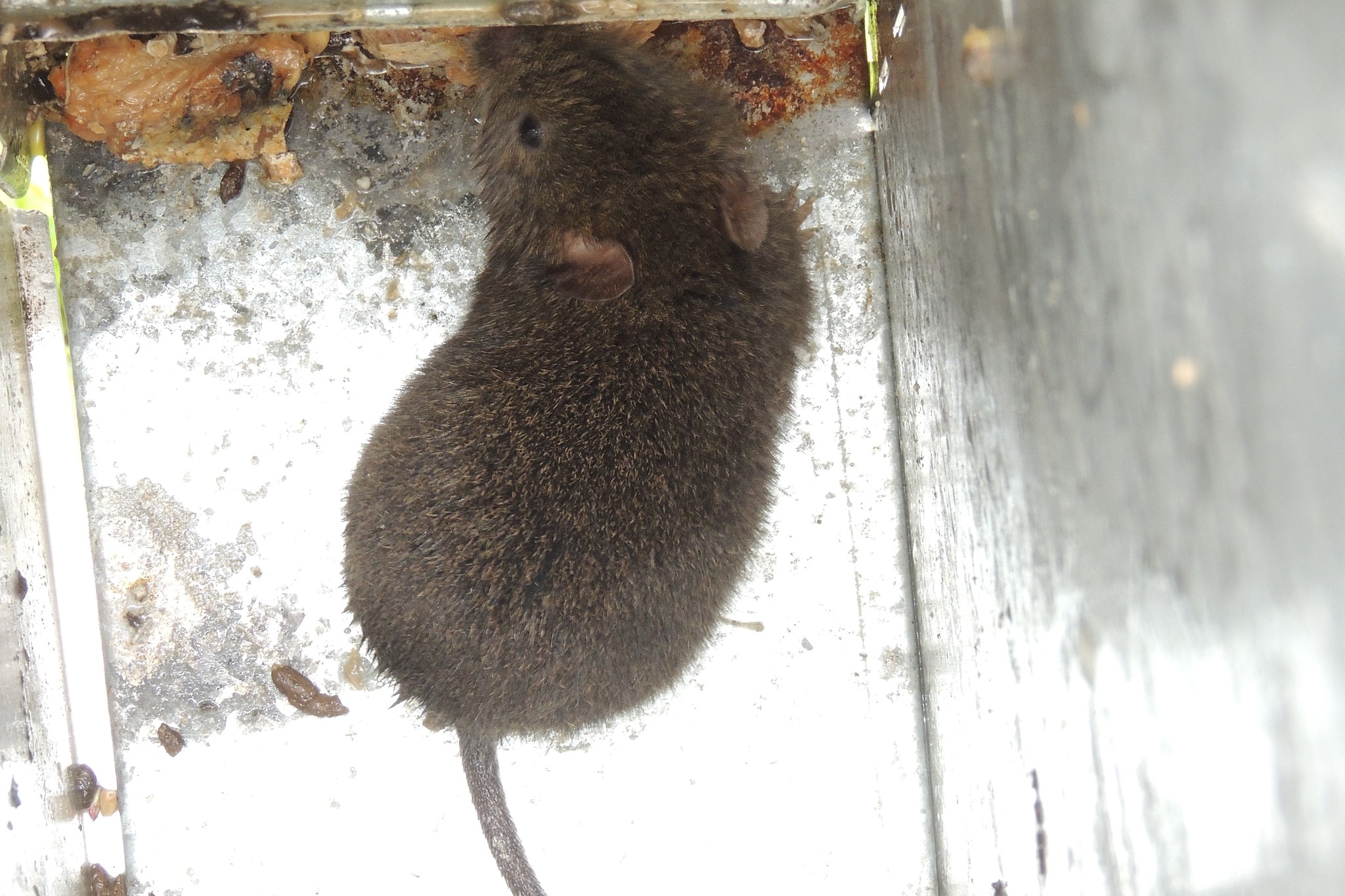 Bogota Grass Mouse photo 5