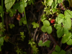 Fragaria nubicola