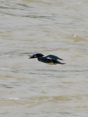 Chloroceryle americana