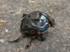 Coprophanaeus ensifer