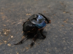 Coprophanaeus ensifer