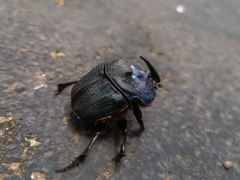 Coprophanaeus ensifer