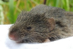 Bogota Grass Mouse photo 2