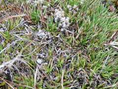 Racomitrium pruinosum