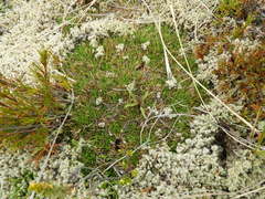 Racomitrium pruinosum