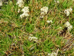 Racomitrium pruinosum