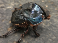 Coprophanaeus ensifer