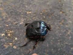 Coprophanaeus ensifer