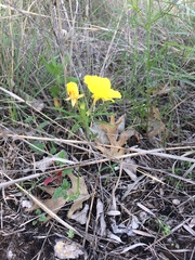 Oenothera macrocarpa