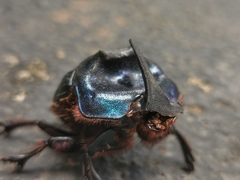 Coprophanaeus ensifer