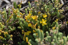 Hypericum ericoides