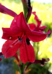 Tritoniopsis pulchra