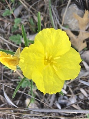 Oenothera macrocarpa