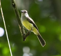 Myiarchus ferox