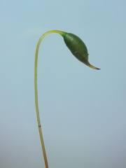 Rhizomnium pseudopunctatum