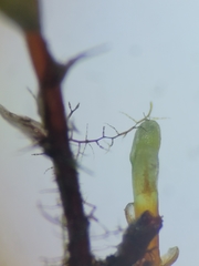 Rhizomnium pseudopunctatum