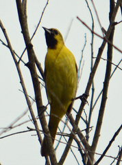 Icterus spurius