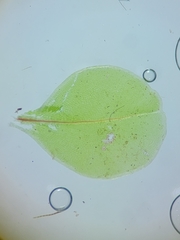 Rhizomnium pseudopunctatum