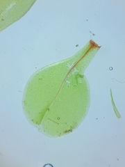 Rhizomnium pseudopunctatum