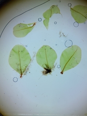 Rhizomnium pseudopunctatum