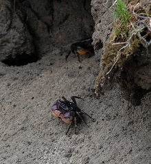 Parasesarma catenatum